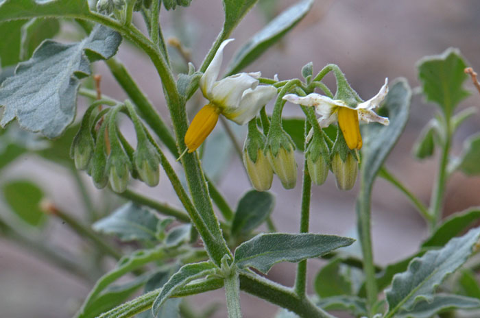 American Black Nightshade blooms most of the year and prefers elevations from200 to 6,000 feet in Arizona and under 3,000 in California. Solanum americanum 